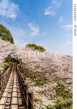 琴海中央公園の桜 【長崎市】 琴海中央公園の桜 【長崎市】 106929831