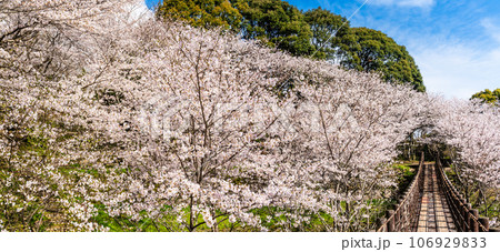 琴海中央公園の桜 パノラマ 【長崎市】 琴海中央公園の桜 パノラマ 【長崎市】 106929833