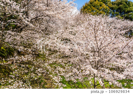 琴海中央公園の桜 【長崎市】 琴海中央公園の桜 【長崎市】 106929834
