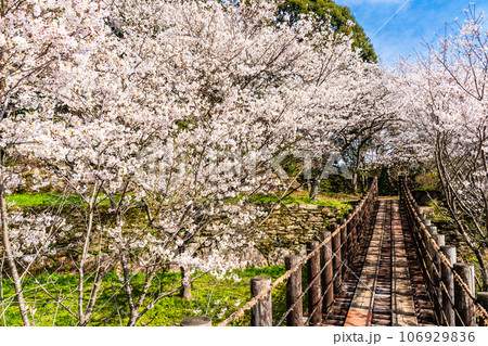 琴海中央公園の桜　【長崎市】 106929836
