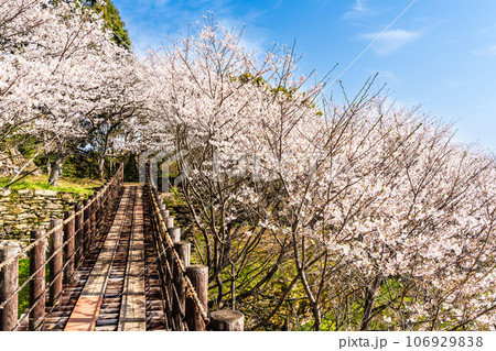 琴海中央公園の桜 【長崎市】 琴海中央公園の桜 【長崎市】 106929838