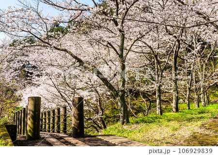 琴海中央公園の桜 【長崎市】 琴海中央公園の桜 【長崎市】 106929839
