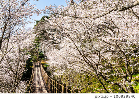 琴海中央公園の桜 【長崎市】 琴海中央公園の桜 【長崎市】 106929840