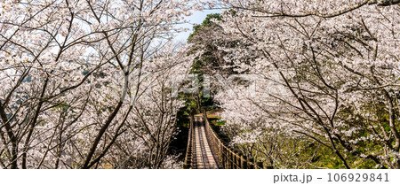 琴海中央公園の桜 パノラマ 【長崎市】 琴海中央公園の桜 パノラマ 【長崎市】 106929841