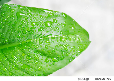 Spathiphyllum, monocotyledonous or Araceae or Spath or Lily Peace and rain drop or dew drop Spathiphyllum, monocotyledonous or Araceae or Spath or Lily Peace and rain drop or dew drop 106930195