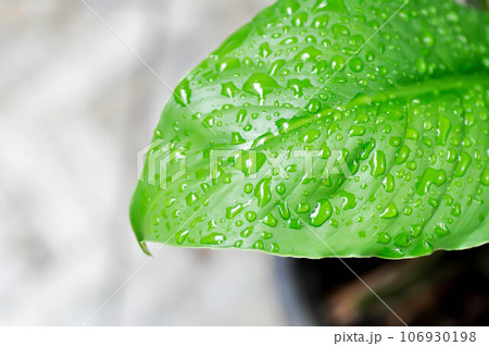 Spathiphyllum, monocotyledonous or Araceae or Spath or Lily Peace and rain drop or dew drop Spathiphyllum, monocotyledonous or Araceae or Spath or Lily Peace and rain drop or dew drop 106930198