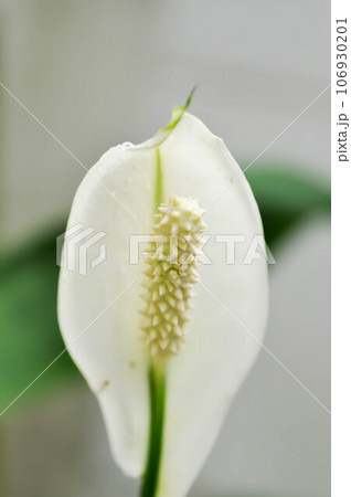 Spathiphyllum, monocotyledonous or Araceae or Spath or Lily Peace flower and rain drop or dew drop on the flower Spathiphyllum, monocotyledonous or Araceae or Spath or Lily Peace flower and rain drop or dew drop on the flower 106930201