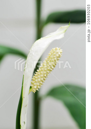 Spathiphyllum, monocotyledonous or Araceae or Spath or Lily Peace flower and rain drop or dew drop on the flower Spathiphyllum, monocotyledonous or Araceae or Spath or Lily Peace flower and rain drop or dew drop on the flower 106930203