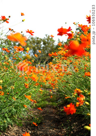 満開のキバナコスモス 106930283