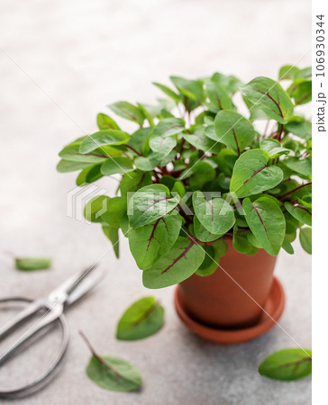 A pot with fresh sorrel microgreens 106930344