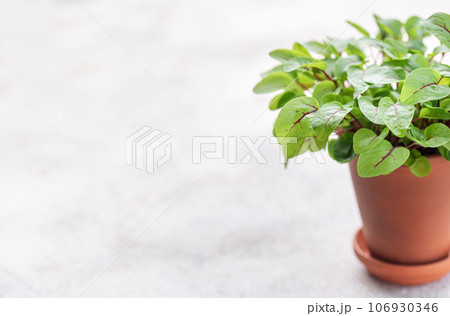 A pot with fresh sorrel microgreens A pot with fresh sorrel microgreens 106930346