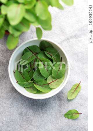 Fresh sorrel microgreens Fresh sorrel microgreens 106930348