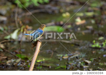 晩夏、お山のオオルリ幼鳥♂01 晩夏、お山のオオルリ幼鳥♂01 106930394