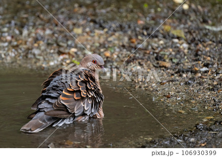 晩夏のお山、水浴びするキジバト01 106930399