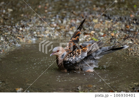 晩夏のお山、水浴びするキジバト03 晩夏のお山、水浴びするキジバト03 106930401