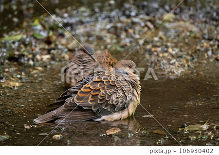 晩夏のお山、水浴びするキジバト番い03 晩夏のお山、水浴びするキジバト番い03 106930402