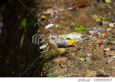 晩夏のお山、地上で採餌するキセキレイ04 106930407