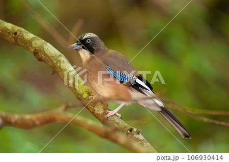 晩夏のお山、枝止まりしたカケス01 106930414