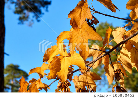 Autumn bright orange maple leaves close up in sunny day and blue sky 106930452