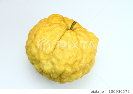 獅子柚子08 106930575