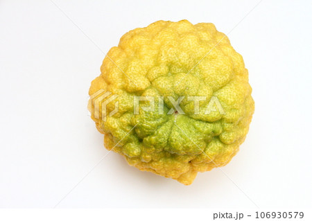 獅子柚子12 獅子柚子12 106930579