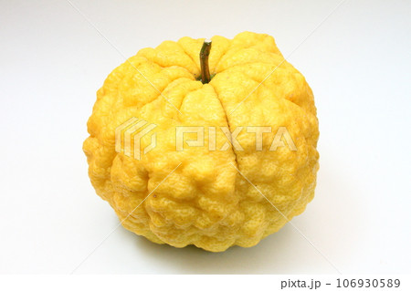 獅子柚子22 獅子柚子22 106930589
