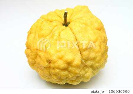 獅子柚子23 106930590