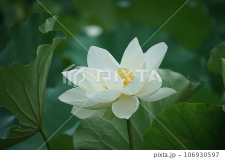 白い蓮の花 106930597