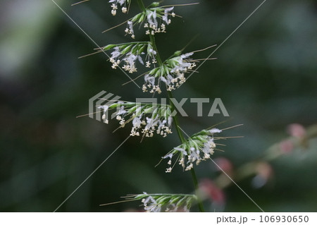 チヂミザサの花 106930650