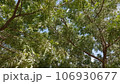 blue sky and many branches of green neem trees 106930677