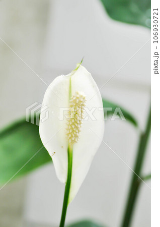 Spathiphyllum, monocotyledonous or Araceae or Spath or Lily Peace flower and rain drop or dew drop on the flower Spathiphyllum, monocotyledonous or Araceae or Spath or Lily Peace flower and rain drop or dew drop on the flower 106930721