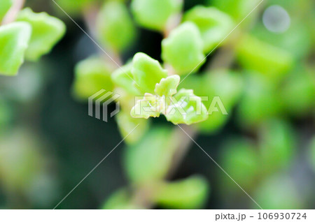 Miniature Peperomia or Pilea depressa and dew drop 106930724