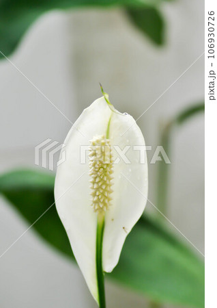Spathiphyllum, monocotyledonous or Araceae or Spath or Lily Peace flower and rain drop or dew drop on the flower Spathiphyllum, monocotyledonous or Araceae or Spath or Lily Peace flower and rain drop or dew drop on the flower 106930726