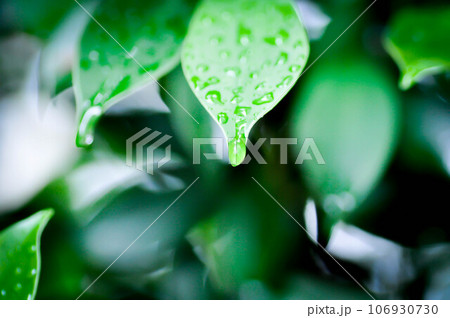 banyan tree or Ficus annulata or ficus bengalensis and rain drop 106930730