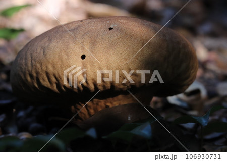 林床に生えるノウタケ 106930731