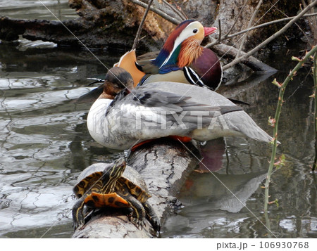オシドリとカワアイサとカメ 106930768