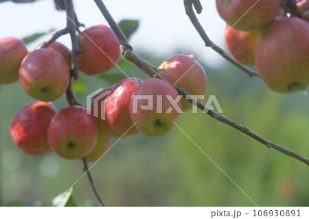 秋の実り 姫リンゴ 秋の実り 姫リンゴ 106930891