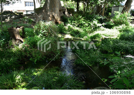 三島・白滝公園の湧水 三島・白滝公園の湧水 106930898