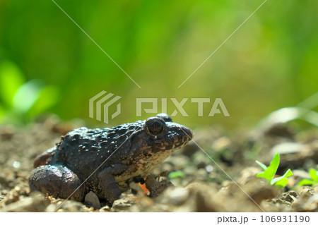 イボガエルのアップ 106931190