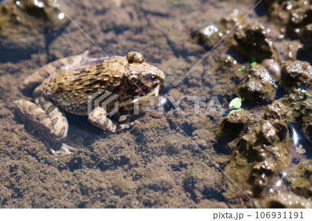 田んぼの中のイボガエル 106931191