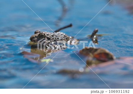 秋空を映す水面に顔を出すイボガエル 106931192