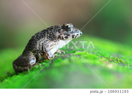 苔岩の上から森の外を見つめるイボガエル 106931193