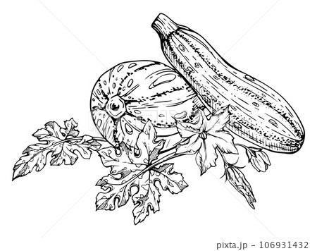 Hand drawn ink vector marrow zucchini gourd squash. Sketch illustration art for Thanksgiving, harvest, farming. Isolated object, outline. Design for restaurant menu print, cafe, website, invitation 106931432