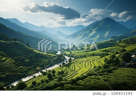 rice fields on terraced in rainny season 106931595