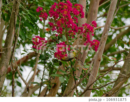 赤い百日紅の花で採餌するメジロ  106931875