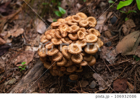 野生のきのこ　ナラタケモドキ 106932086