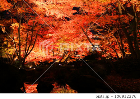 大田黒公園の紅葉ライトアップ 106932276
