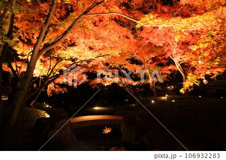 大田黒公園の紅葉ライトアップ 106932283