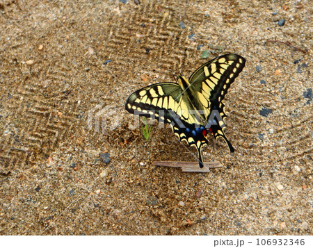 羽を広げて砂浜に止まるアゲハチョウ 106932346