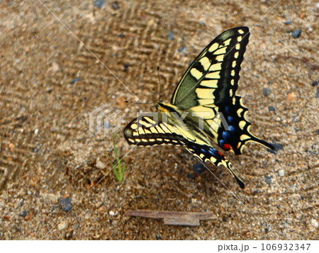 羽を広げて砂浜に止まるアゲハチョウ 106932347
